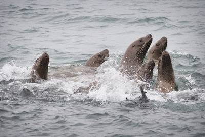 Feds offer reward for information after Steller sea lions shot at start of Copper River salmon season 