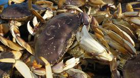 Dungeness emerges as Alaska’s top crab fishery