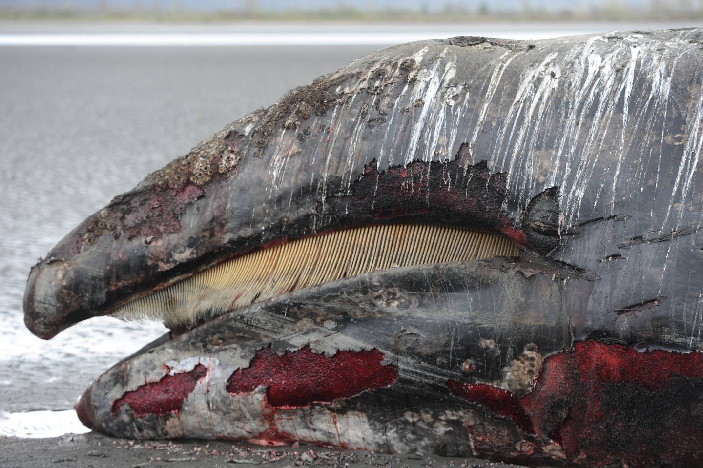 Gray whale carcass Turnagain Arm