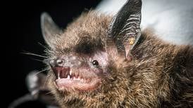 Bats in Alaska: Battling our flying pests