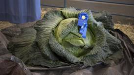Stinky II wins Alaska State Fair Giant Cabbage Weigh-Off