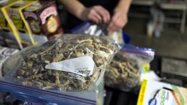 Denver is first US city to decriminalize ‘magic mushrooms’