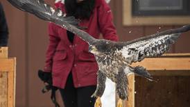 Orphaned bald eagles rehabilitated in Anchorage returned to the wild in Haines