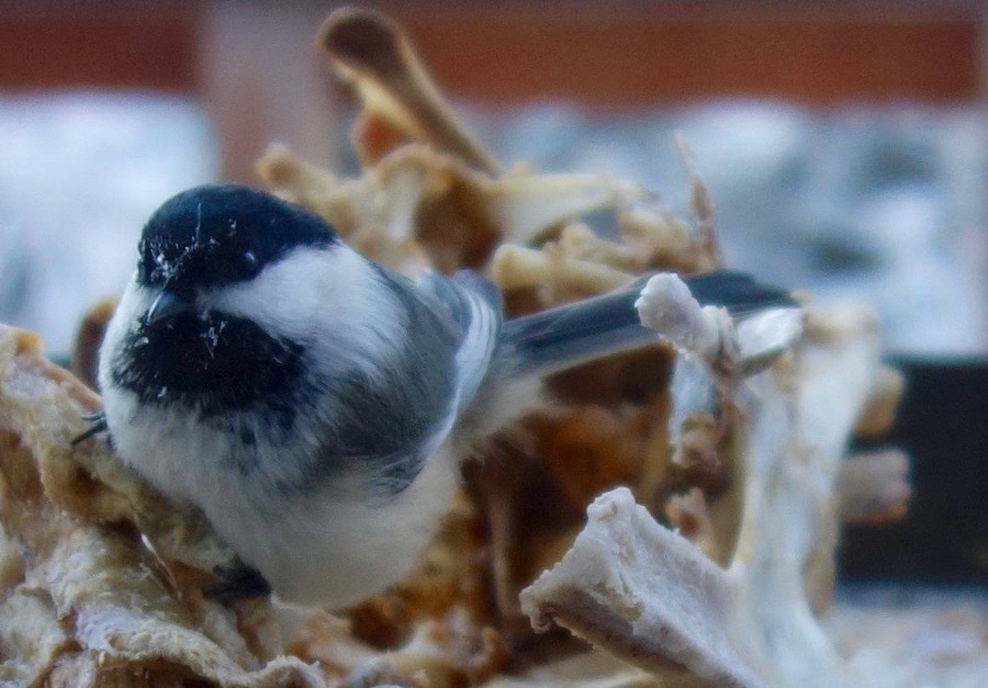 A black-capped chickadee pecks at a frozen turkey carcass in Fairbanks