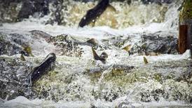 Returning hatchery salmon accounted for one-third of Alaska commercial catch in 2021
